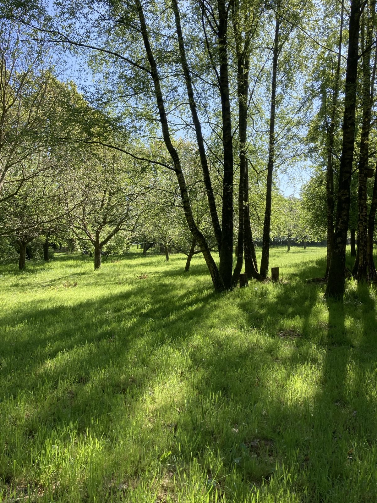 Naturwiese in Schröttinghausen
